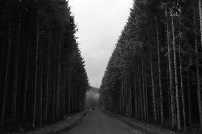 Tout droit_4384584043_l.jpg